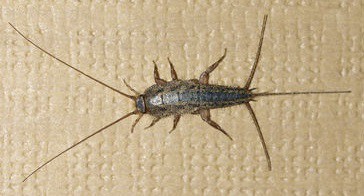 Are Silverfish Dangerous Or Harmful Find Out The Truth