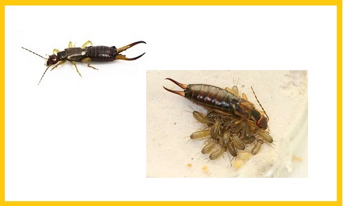 How To Get Rid Of Earwigs Solutions That Are Proven To Work