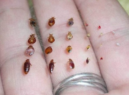 Size Of Bed Bugs Chart