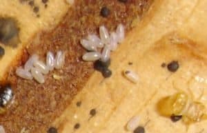 photo of bed bug eggs