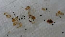 picture of dead bed bugs on a mattress