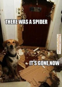 spider infestations meme