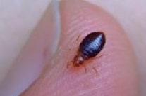 picture of a bedbug on a thumb