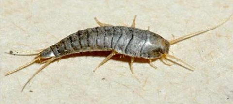 get rid of silverfish photograph for blogpost