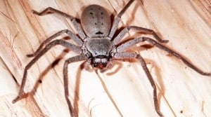 picture of spider