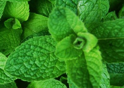 peppermint plants