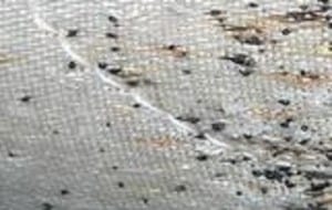 pictures of bed bugs on mattress