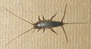 silverfish dangerous