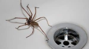 spider in sink