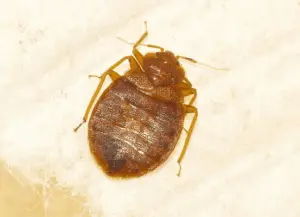 diatomaceous earth and Bed bugs