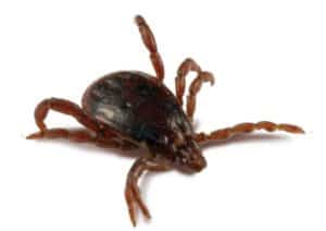 growing tick