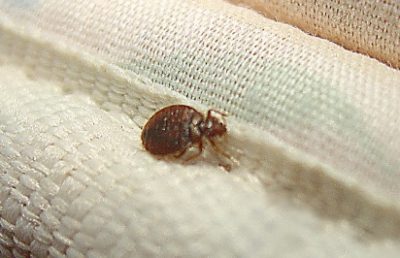 bed bug on sheets