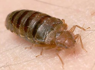 close up of bed bug