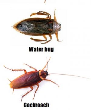 water bug vs cockroach picture