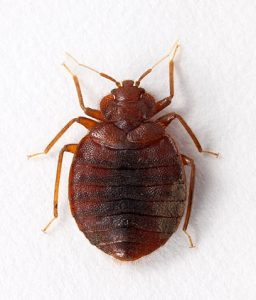 adult bed bug image