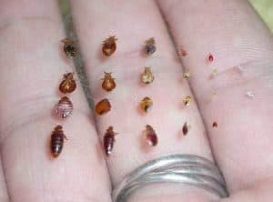 bed bug growth pictures