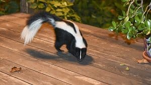 get rid of skunks