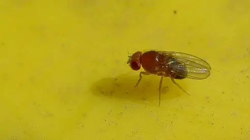 fruit flies