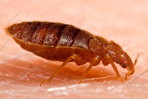 bed bug close up photo