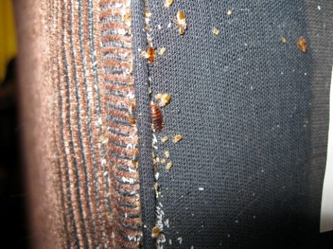 sofa infestation of bed bugs