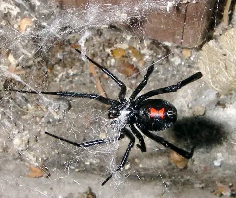 black spider