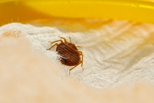 bedbugs sick