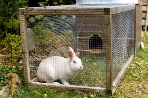 rabbit hutch