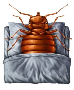 warm bed bugs