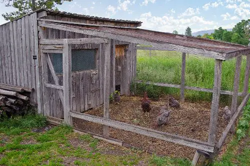 chicken coop racoon