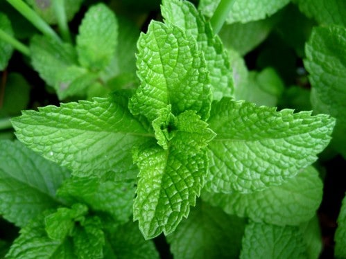 peppermint leaves