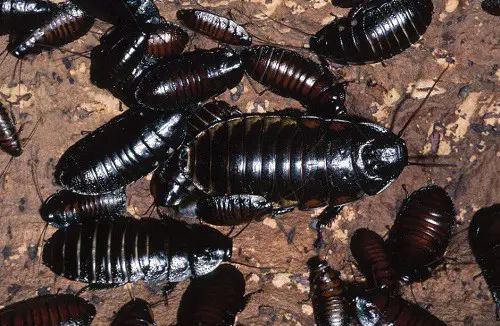 roaches