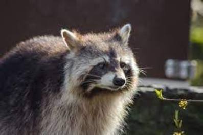 raccoon