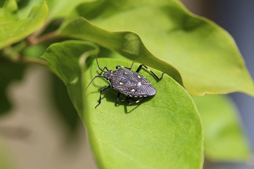 stink bug