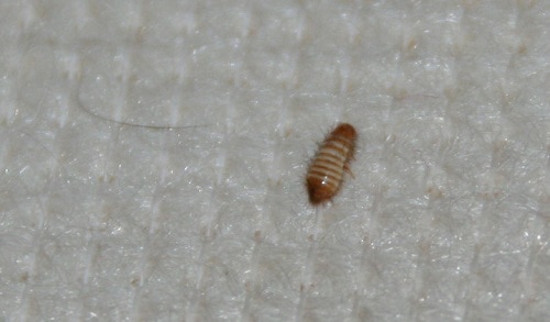 carpet beetle