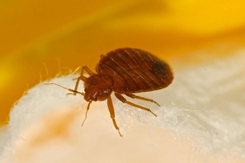 photo of a bug on bedding