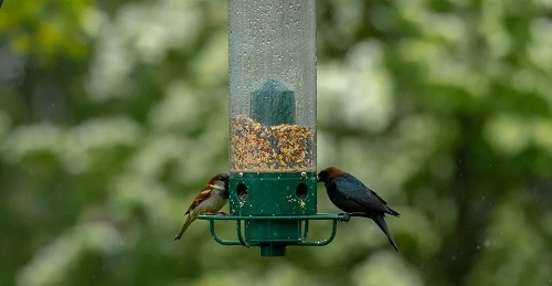picture of a garden feeder