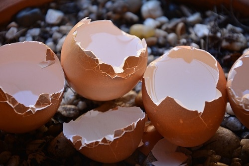 broken egg shells for slugs