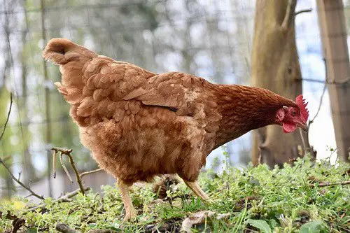 hens for slugs and snails