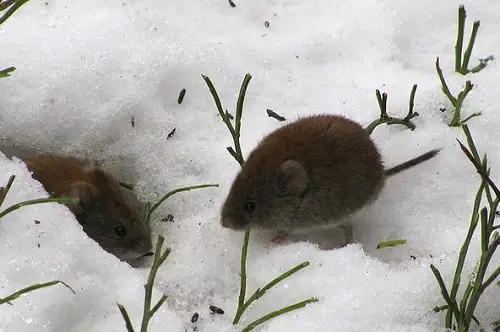 picture of some field mice