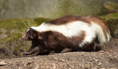 skunk in wild picture