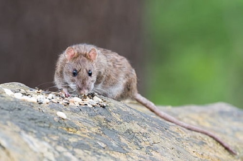 brown rat