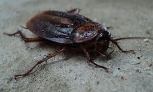 cockroach on the ground