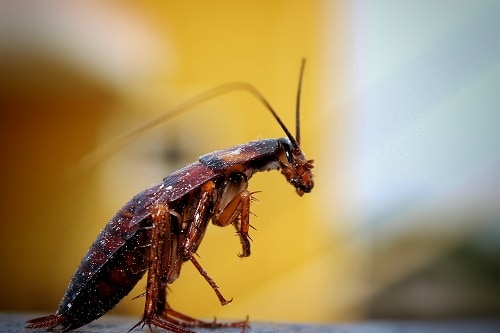 cockroach legs sitting up