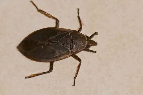 water bug cockroach picture close up