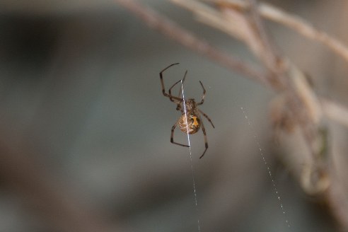 pic of brown widow spider species