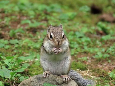 picture of chipmunk