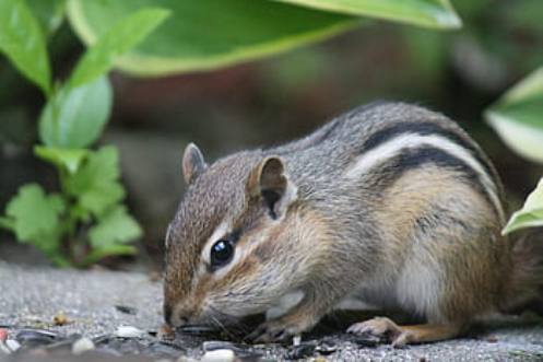 rid chipmunks