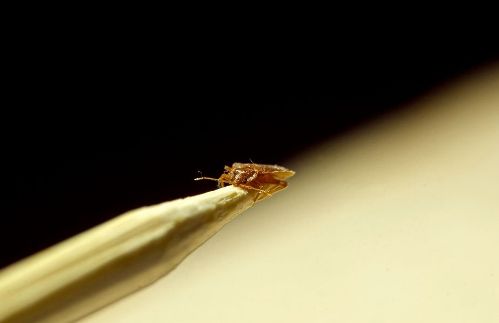 bug on a pencil