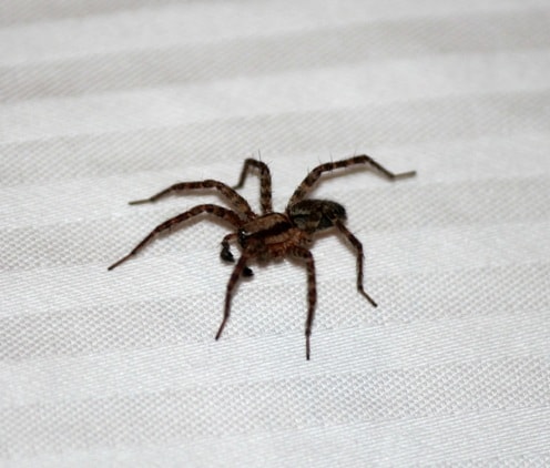 picture of a house spider