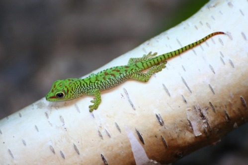 picture of a baby gecko